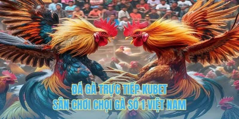 KUBET được ví như sân chơi chọi gà số 1