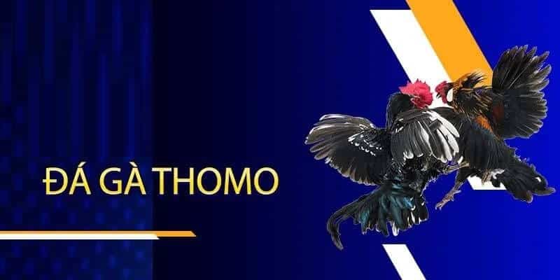 Thomo là thánh địa của giới kê thủ